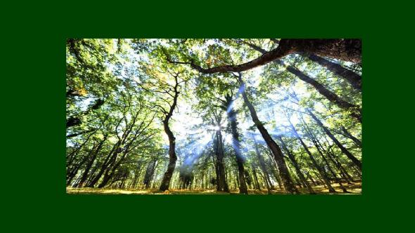 Giornata Internazionale delle Foreste