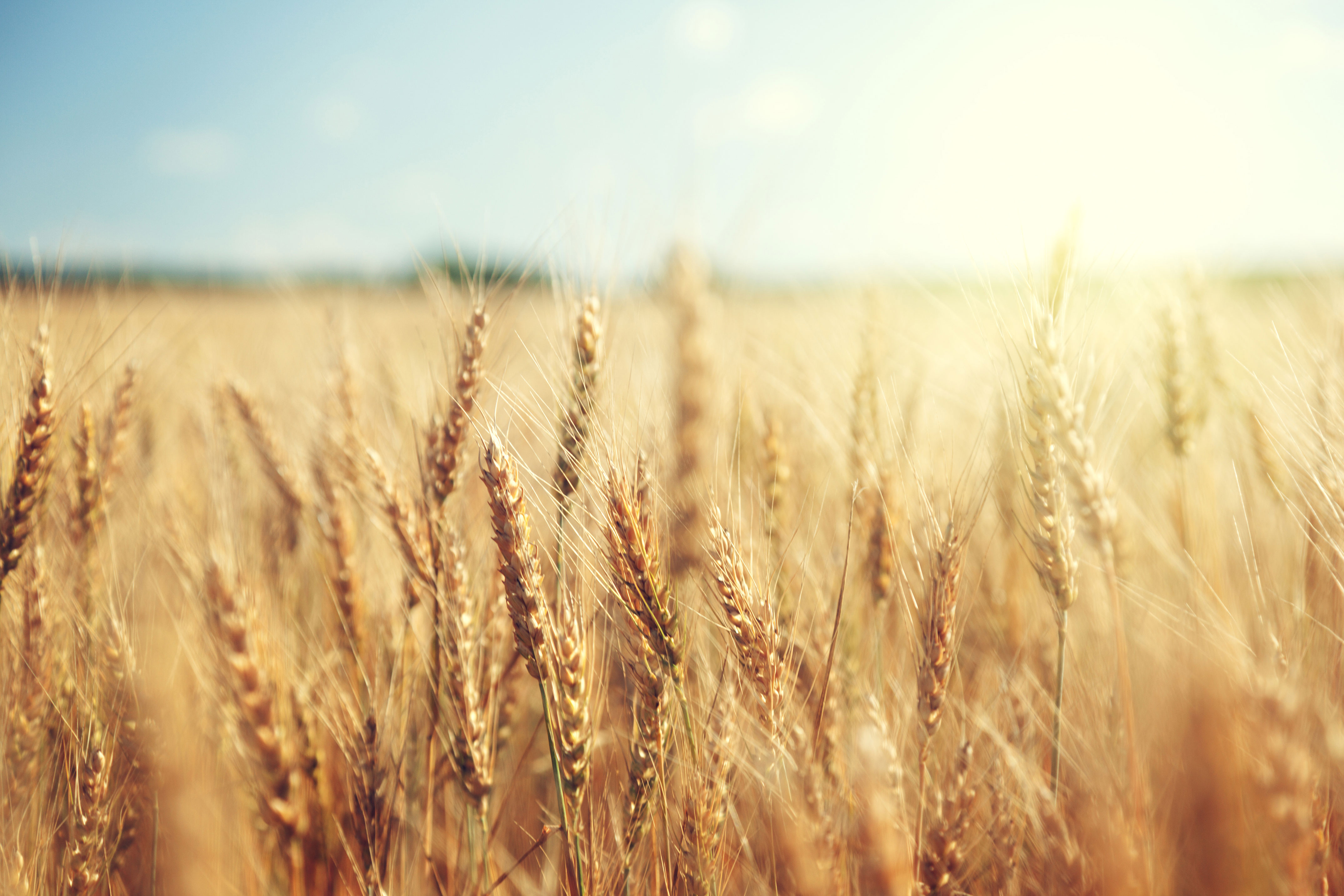 Agricoltura
