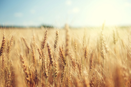 Agricoltura